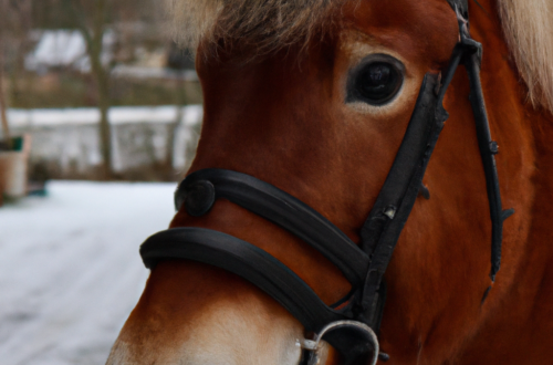 Gode tips til at holde din hest varm i kolde vintermåneder